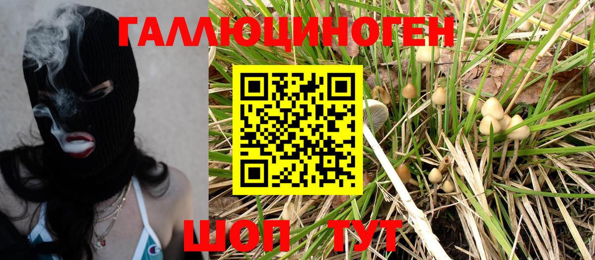 Хасавюрт  Псилоцибиновые грибы GOLDEN TEACHER  Вход с VPN  Галлюциногенные грибы Psilocybe 